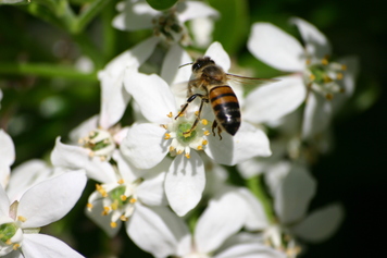 Des fleurs pour tous, du nectar pour les abeilles